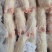 猪蹄