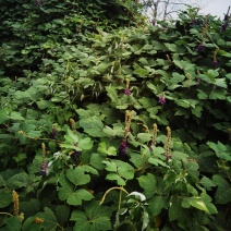 葛根花