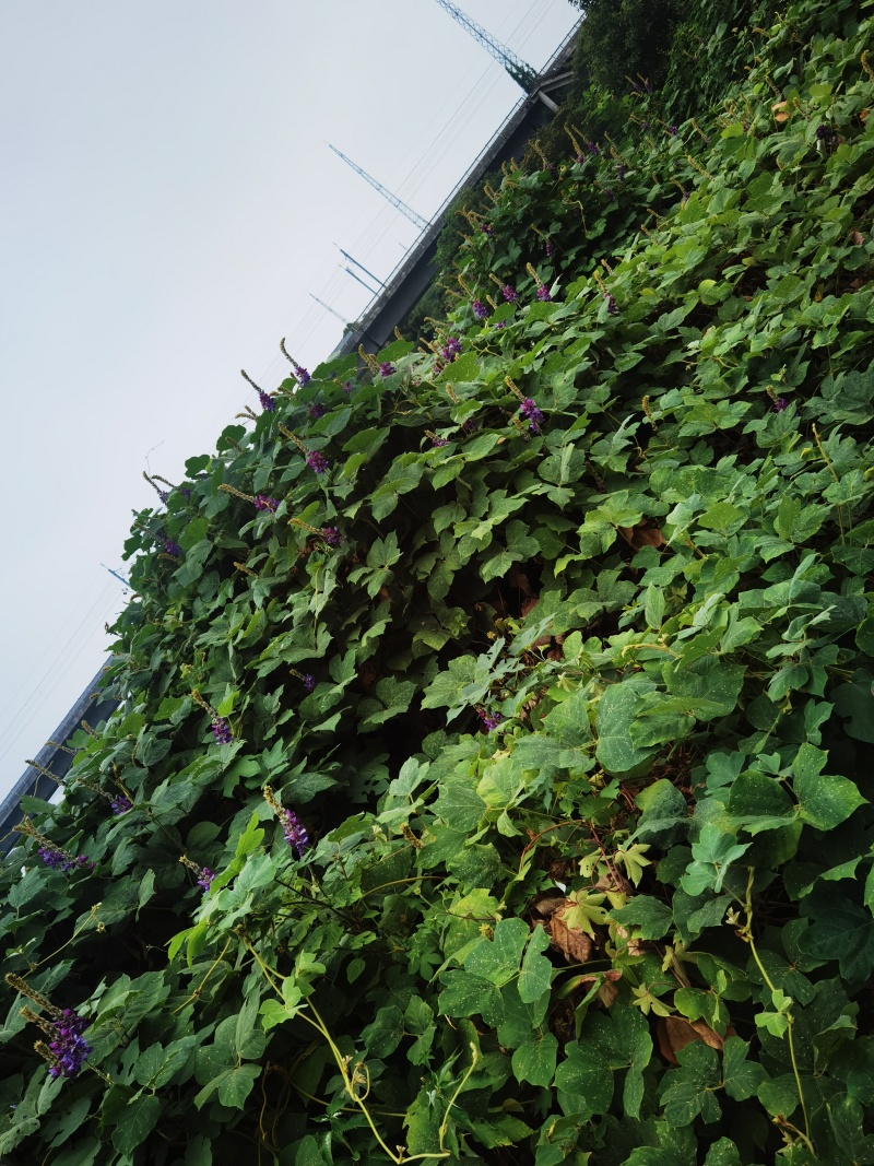 葛根花
