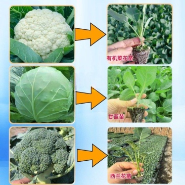 甘蓝苗松软黄芯口感好产量高抗病强苗厂直发品质保证