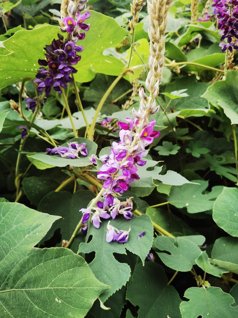 葛根花