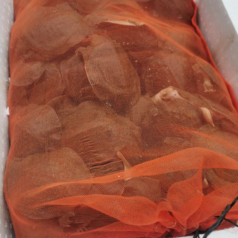 精品外塘甲鱼，青背黄背各有，当天下单，场地直发