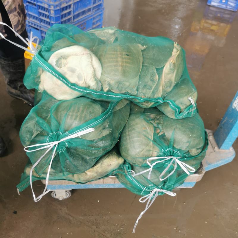 精品外塘甲鱼，青背黄背各有，当天下单，场地直发