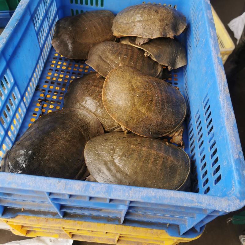 精品外塘甲鱼，青背黄背各有，当天下单，场地直发