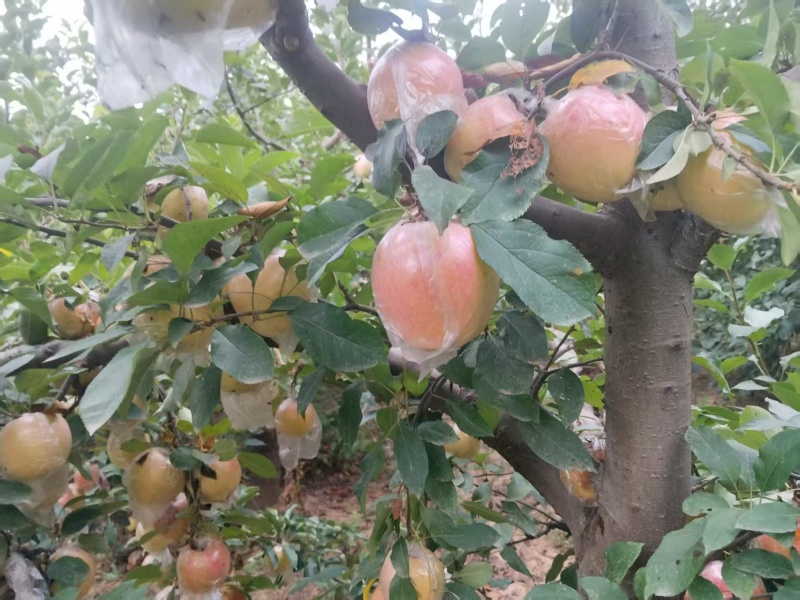 大量中秋王苹果上市，