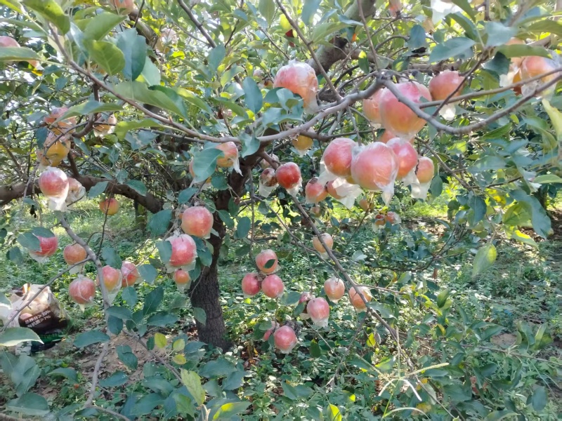 大量中秋王苹果上市，