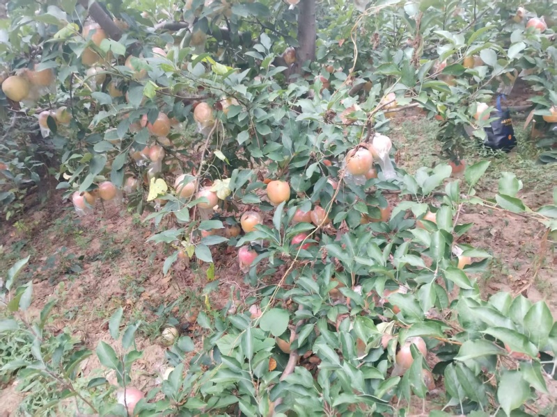 大量中秋王苹果上市，