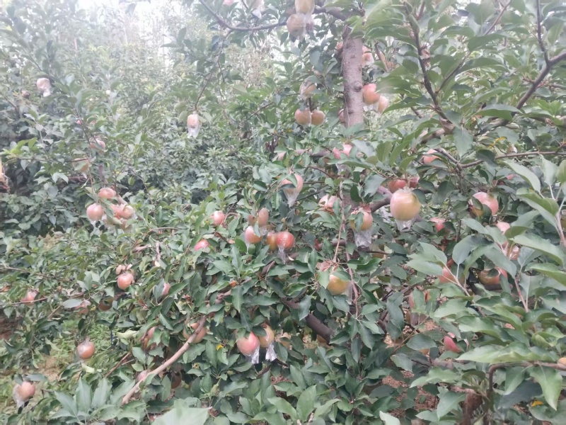 大量中秋王苹果上市，