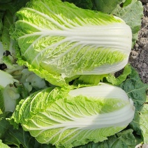 东北黄心白菜大量上市品种玲珑黄义和秋456市场菜