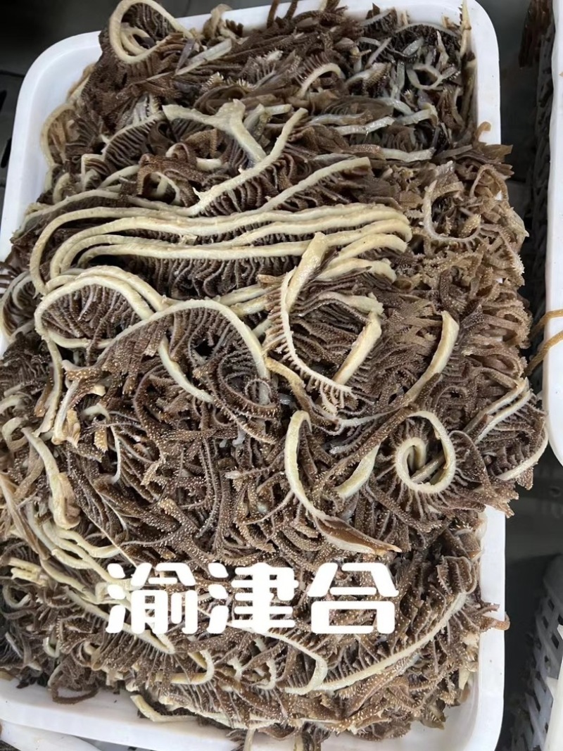 精品黑千层毛肚