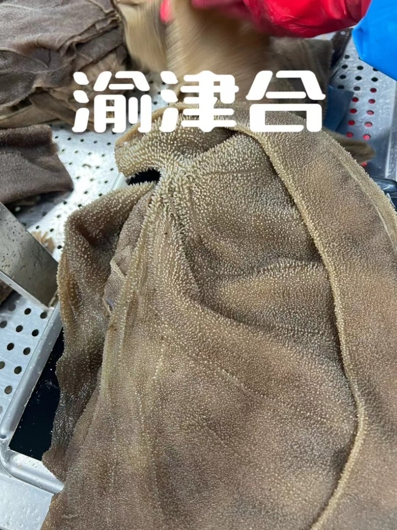 毛肚大叶片