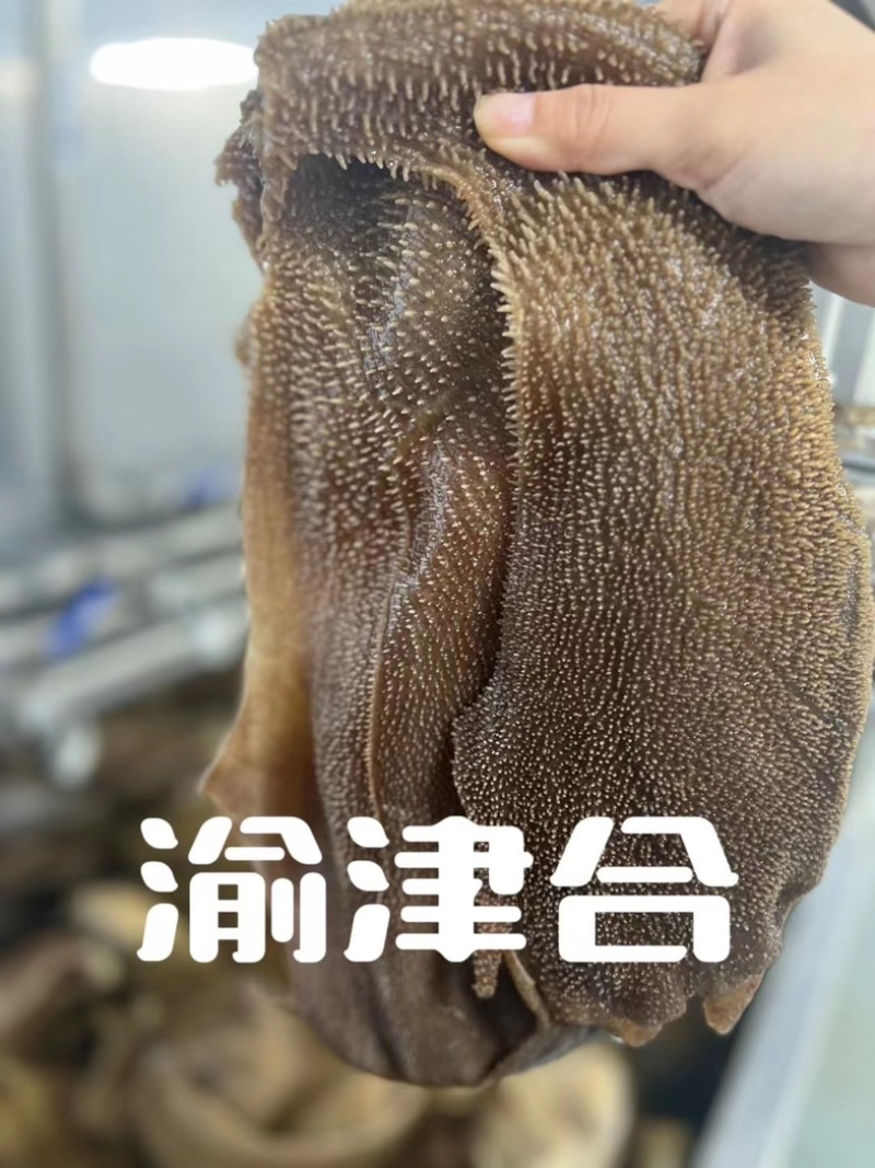 毛肚大叶片