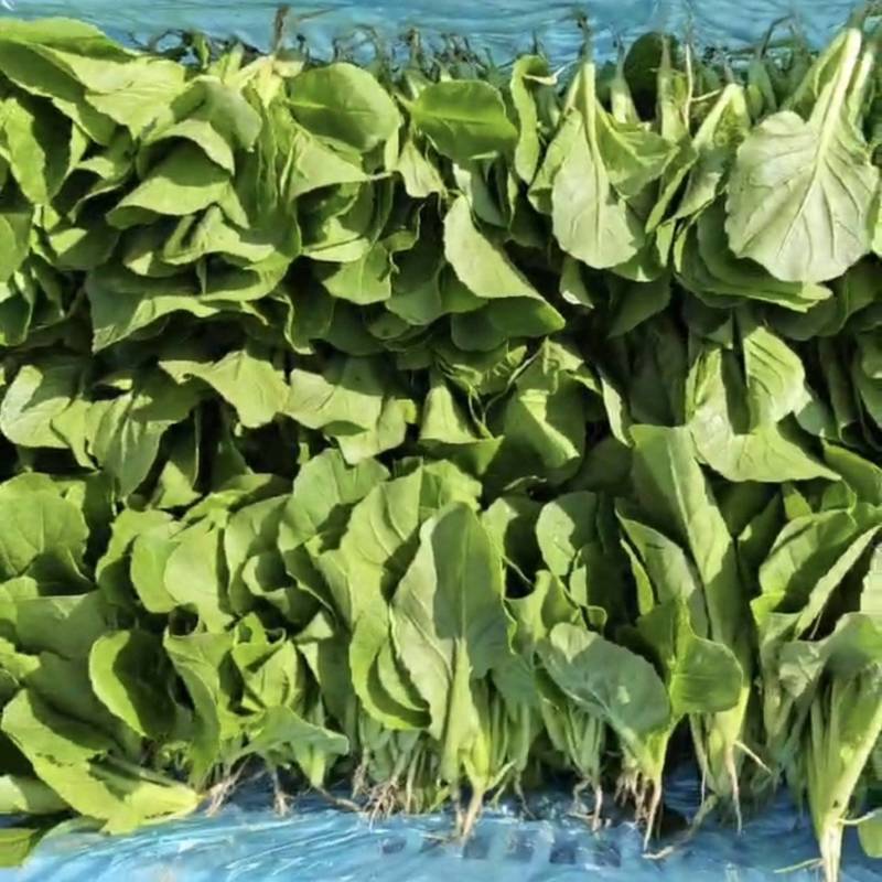 白菜苗-精品白菜苗-毛白菜苗
