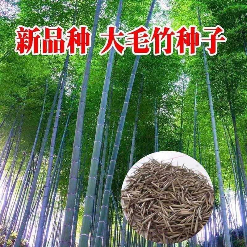 大型毛竹种子青竹苗刚竹四季竹子雷竹食用竹笋大青竹