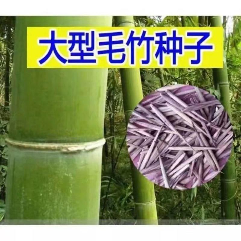 大型毛竹种子青竹苗刚竹四季竹子雷竹食用竹笋大青竹