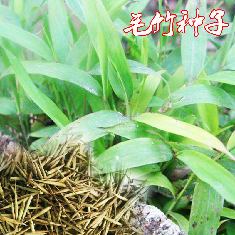 大型毛竹种子青竹苗刚竹四季竹子雷竹食用竹笋大青竹