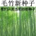 大型毛竹种子青竹苗刚竹四季竹子雷竹食用竹笋大青竹