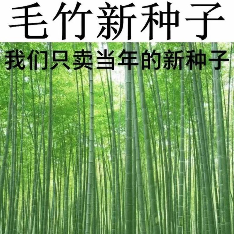 大型毛竹种子青竹苗刚竹四季竹子雷竹食用竹笋大青竹