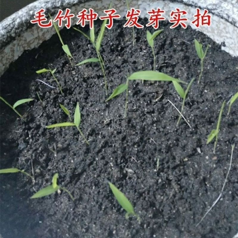 大型毛竹种子青竹苗刚竹四季竹子雷竹食用竹笋大青竹