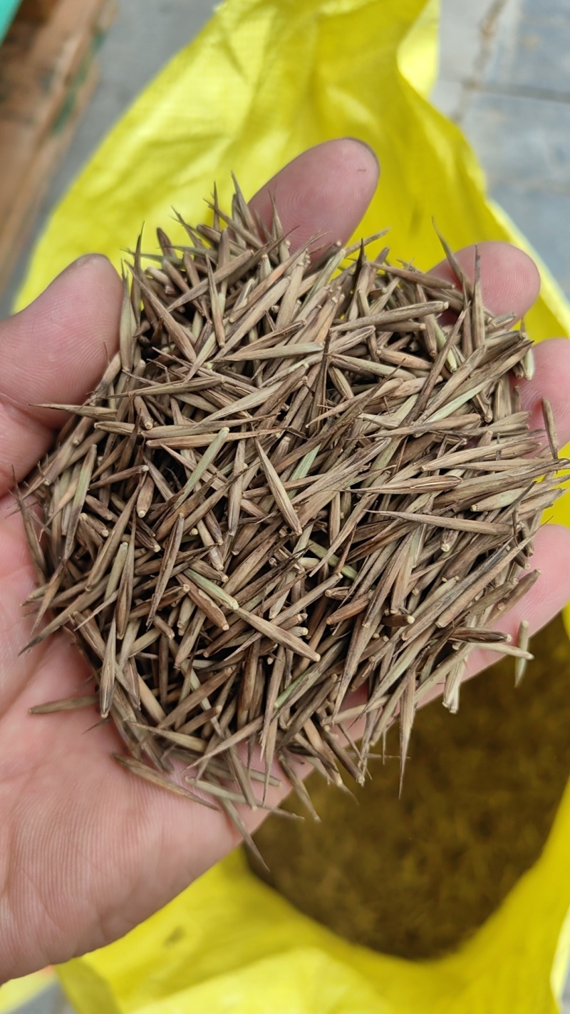 大型毛竹种子青竹苗刚竹四季竹子雷竹食用竹笋大青竹