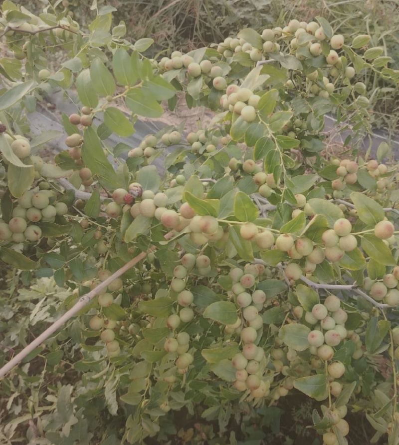 营养杯苗酸枣苗，晋酸三号山西运城酸枣树苗大杯苗成活率高