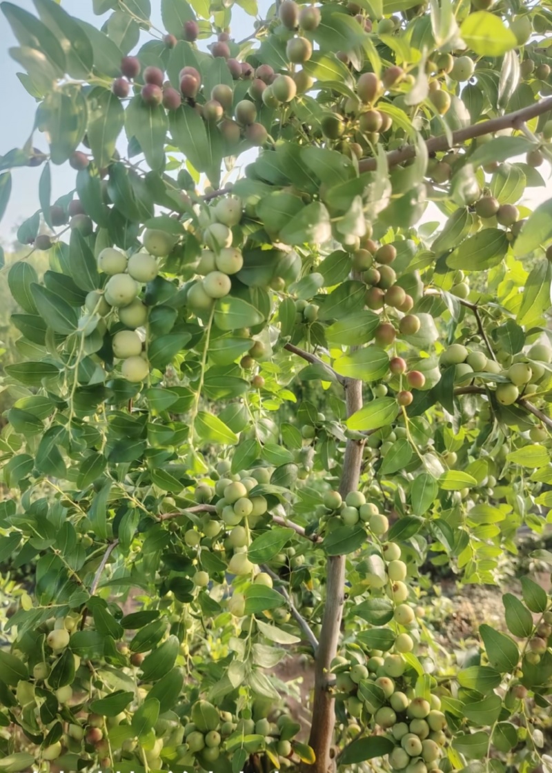 营养杯苗酸枣苗，晋酸三号山西运城酸枣树苗大杯苗成活率高