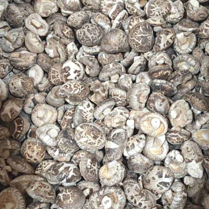 精选花菇干香菇湖北基地直供质量保证货源充足全国发货
