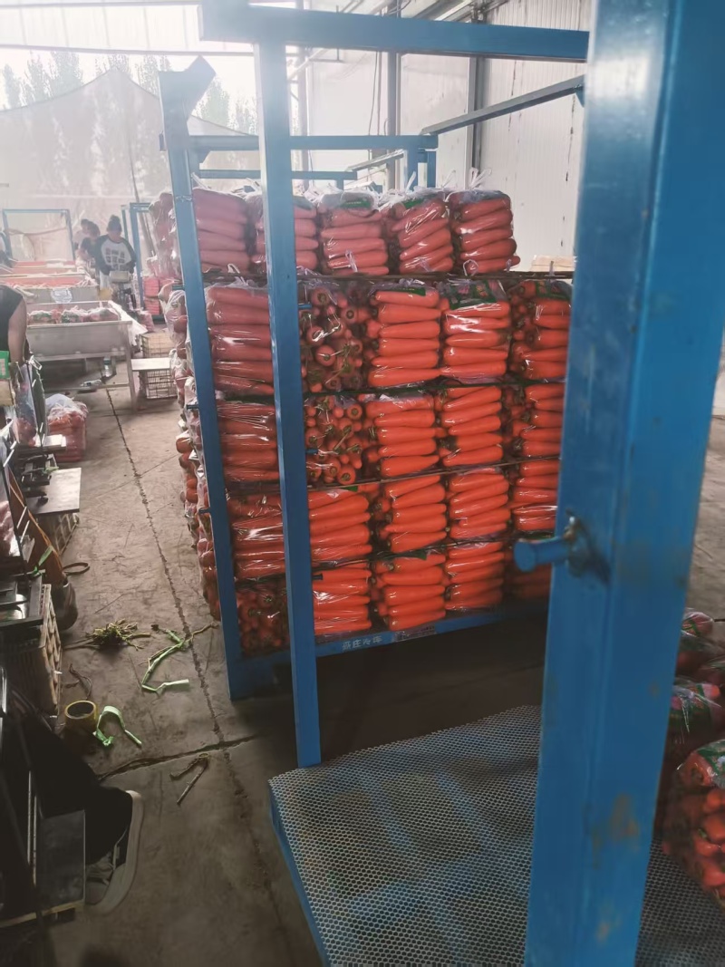 新季胡萝卜三红胡萝卜开封胡萝卜大量供应可视频看货欢