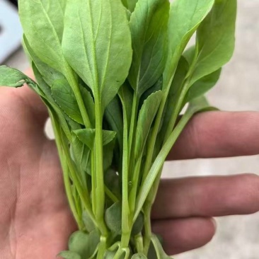 鸡毛菜-削根鸡毛菜-青梗鸡毛菜