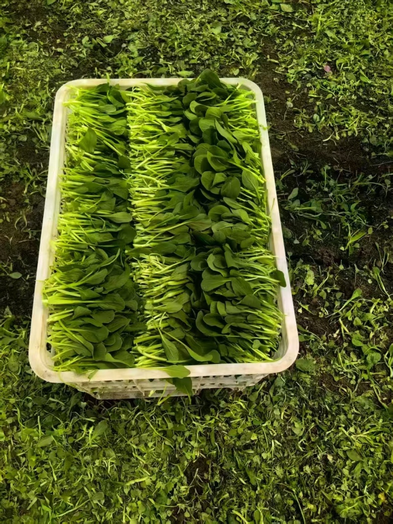 鸡毛菜-削根鸡毛菜-青梗鸡毛菜