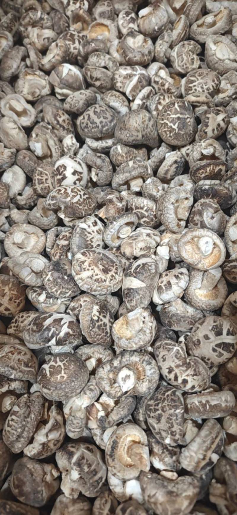 精选花菇干香菇湖北基地直供质量保证货源充足全国发货