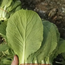 扎把白菜-小白菜-扎把毛白菜
