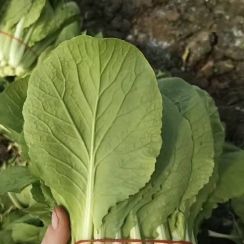 扎把白菜-小白菜-扎把毛白菜