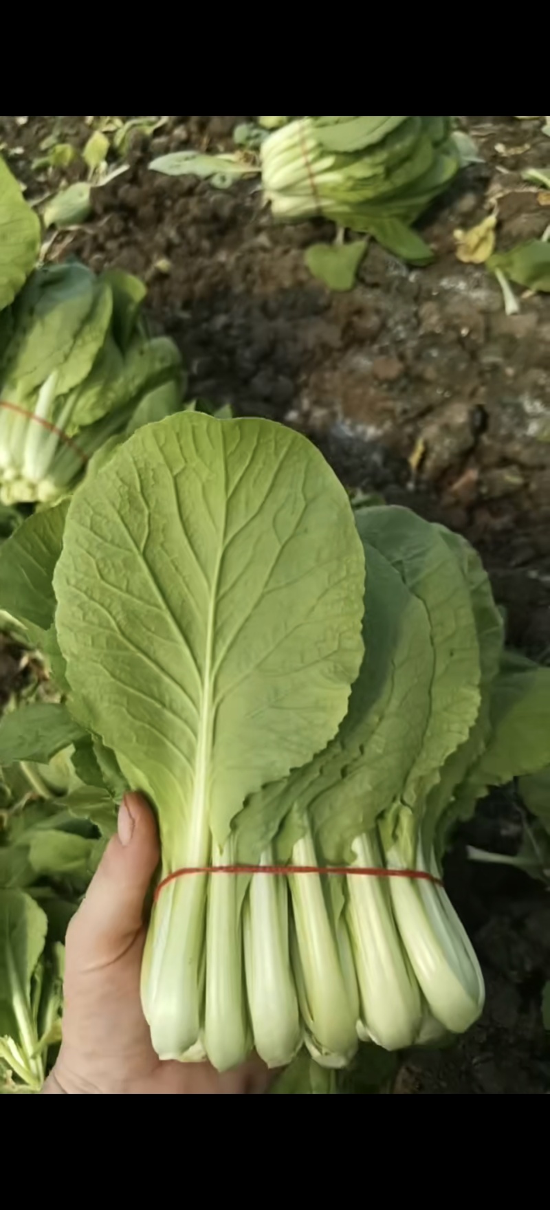扎把白菜-小白菜-扎把毛白菜