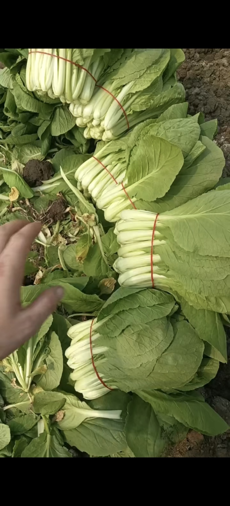 扎把白菜-小白菜-扎把毛白菜