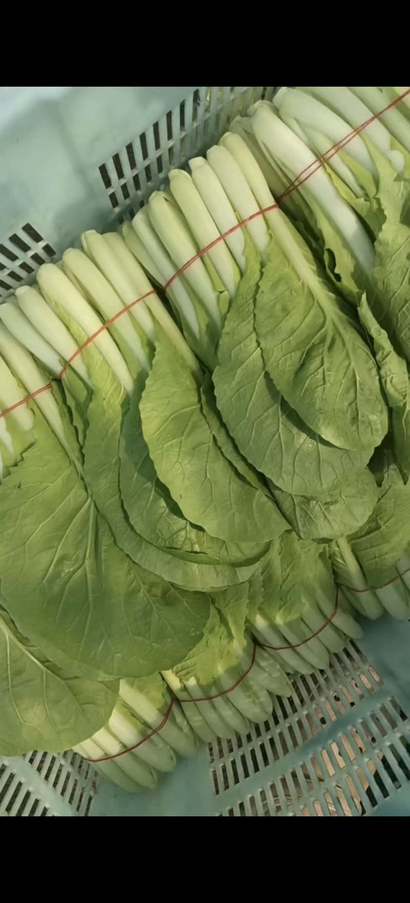 扎把白菜-小白菜-扎把毛白菜