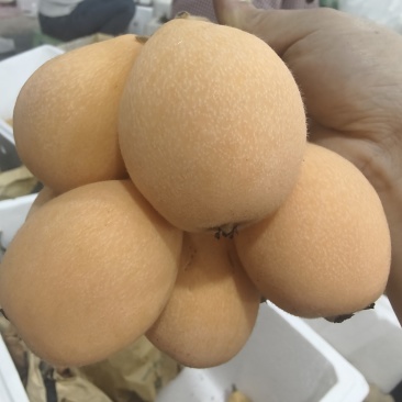 蒙自市鑫瑞种植农民专业合作社