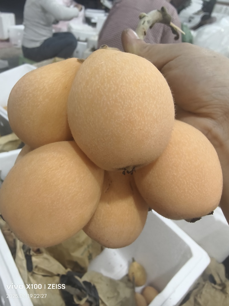 蒙自市鑫瑞种植农民专业合作社