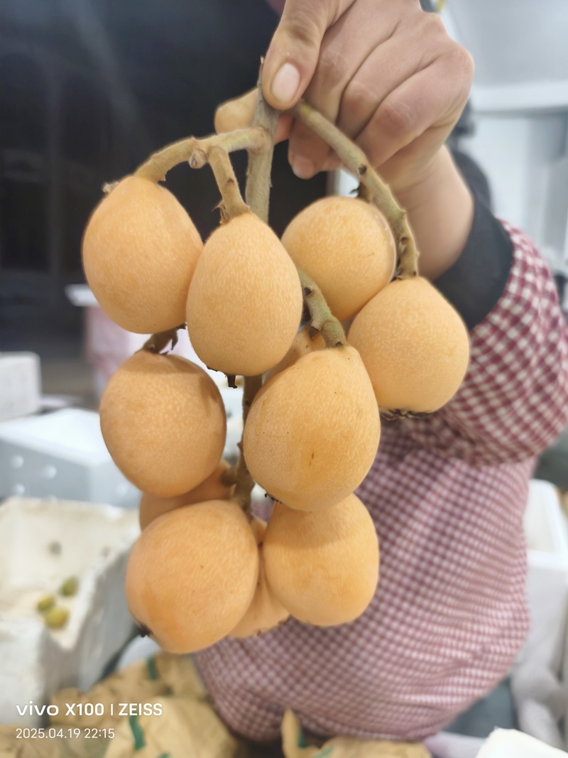 蒙自市鑫瑞种植农民专业合作社