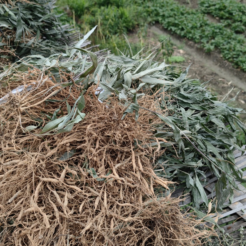 淡竹叶，今年新货带根淡竹叶