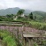 厂家直销白芨量大从优欢迎电话咨询