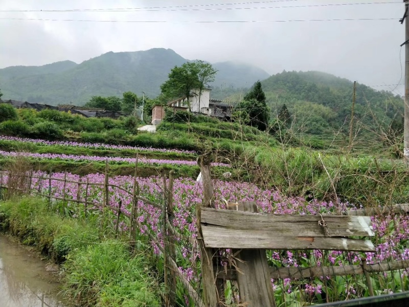 厂家直销白芨量大从优欢迎电话咨询
