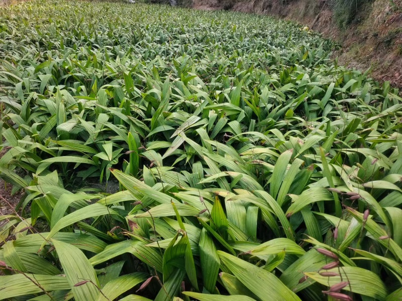 厂家直销白芨量大从优欢迎电话咨询