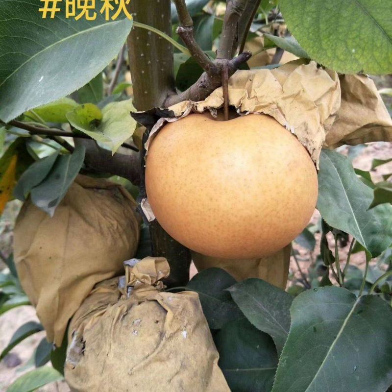 晚秋黄梨自家种植无代办费一手货源产地河南夏邑