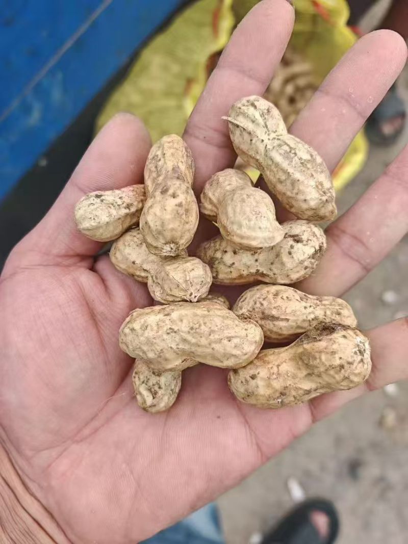 花生【河南花生基地】规格齐全，大量走，诚信经营