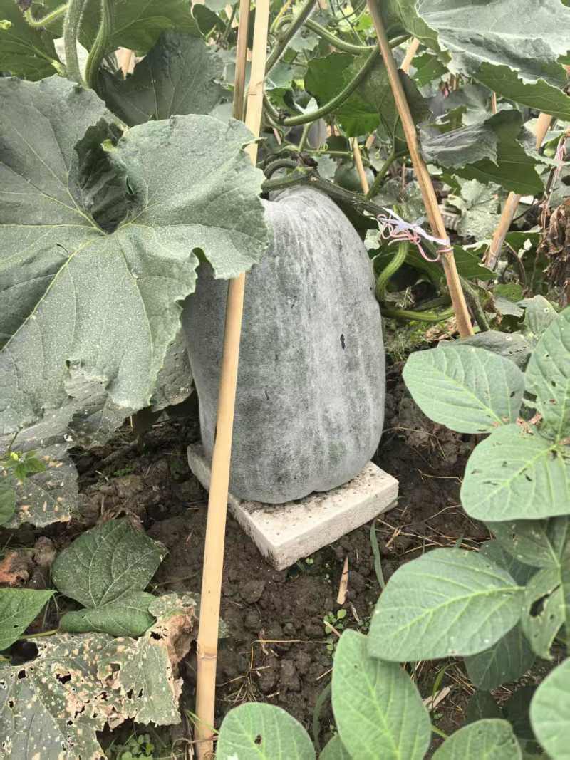 冬瓜