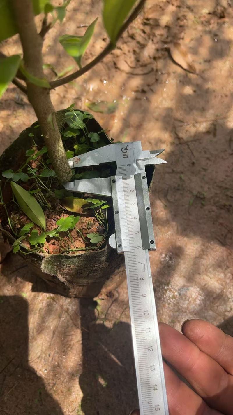 广西沉香苗苗圃一手货源直发可视频看货提供技术指导欢迎来电
