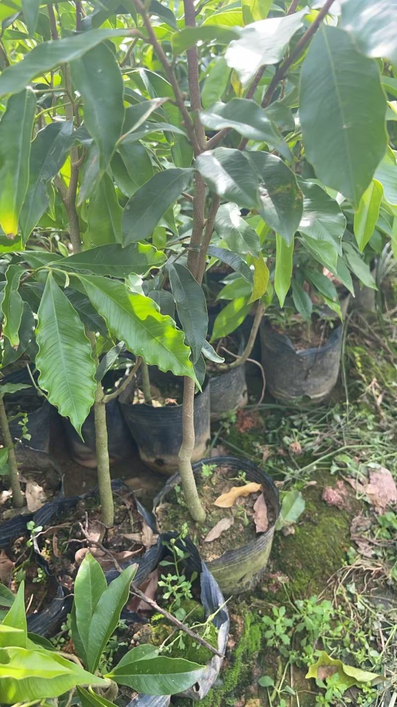 广西沉香苗苗圃一手货源直发可视频看货提供技术指导欢迎来电
