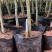广西沉香苗苗圃一手货源直发可视频看货提供技术指导欢迎来电
