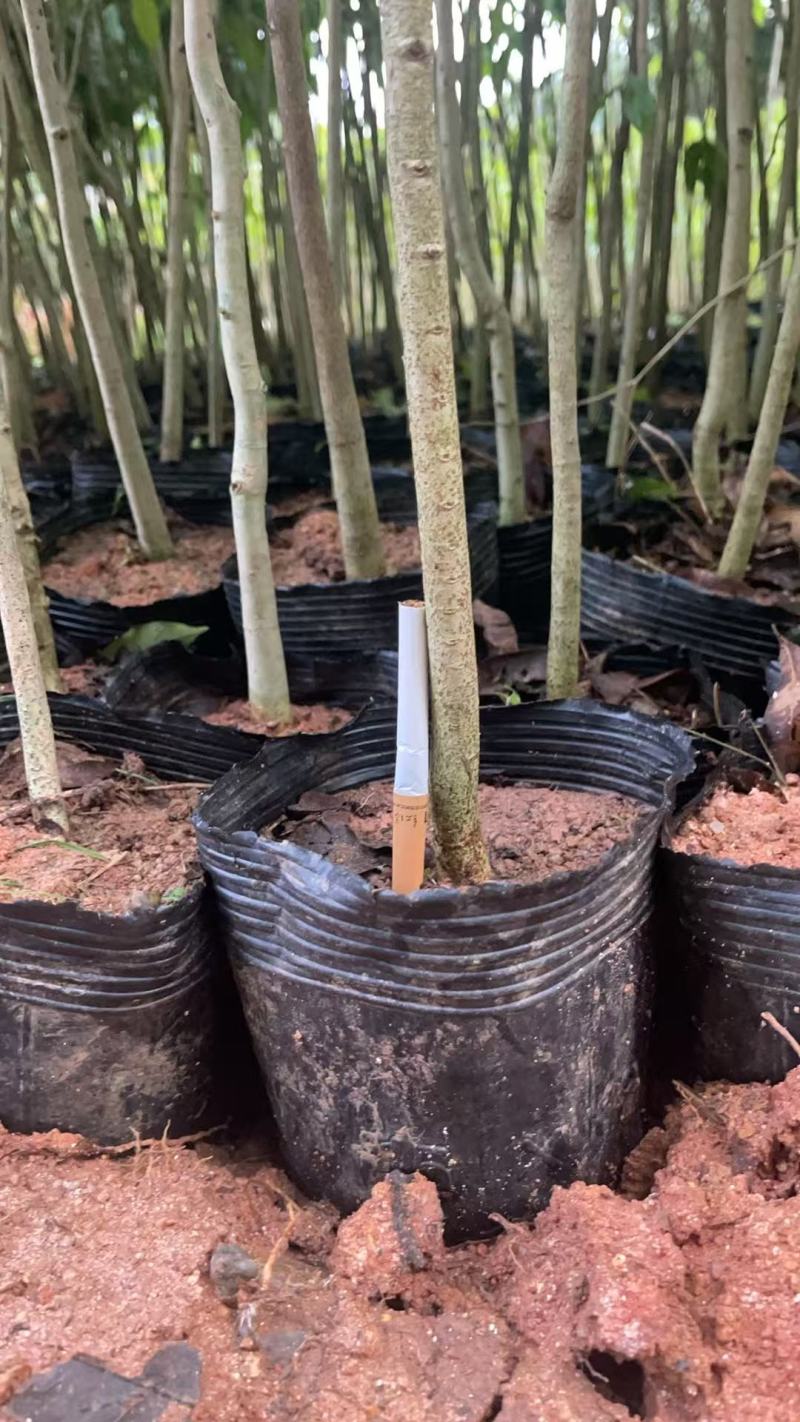 广西沉香苗苗圃一手货源直发可视频看货提供技术指导欢迎来电